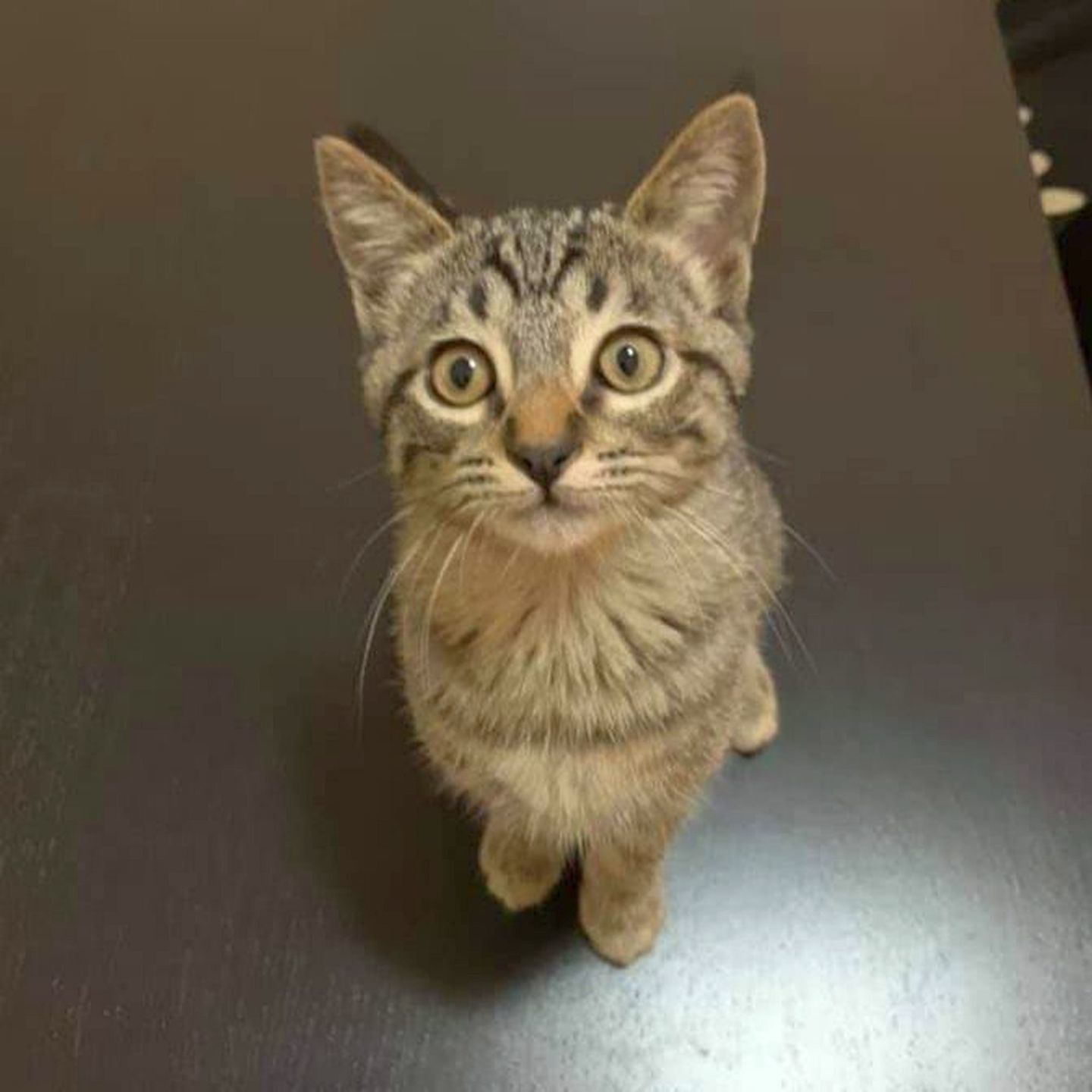 Adopt a Pet | Mandy